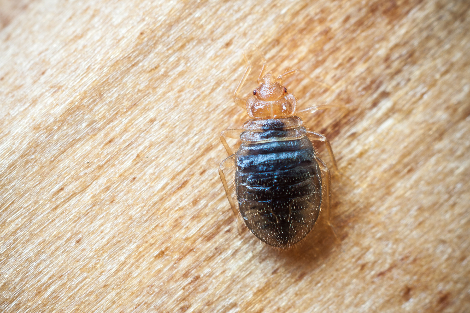 Bed Bug Lawsuits