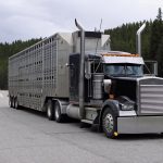 Cattle,Carrier,With,Pigs,In,Canada